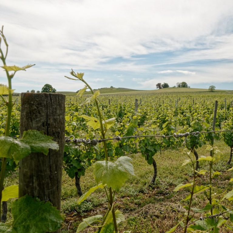 Vignoble de Saint-Pourçain-sur-Sioule