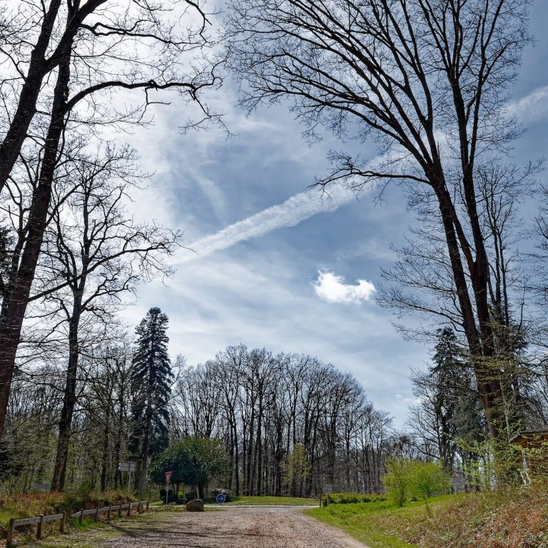 Forêt de Tronçais